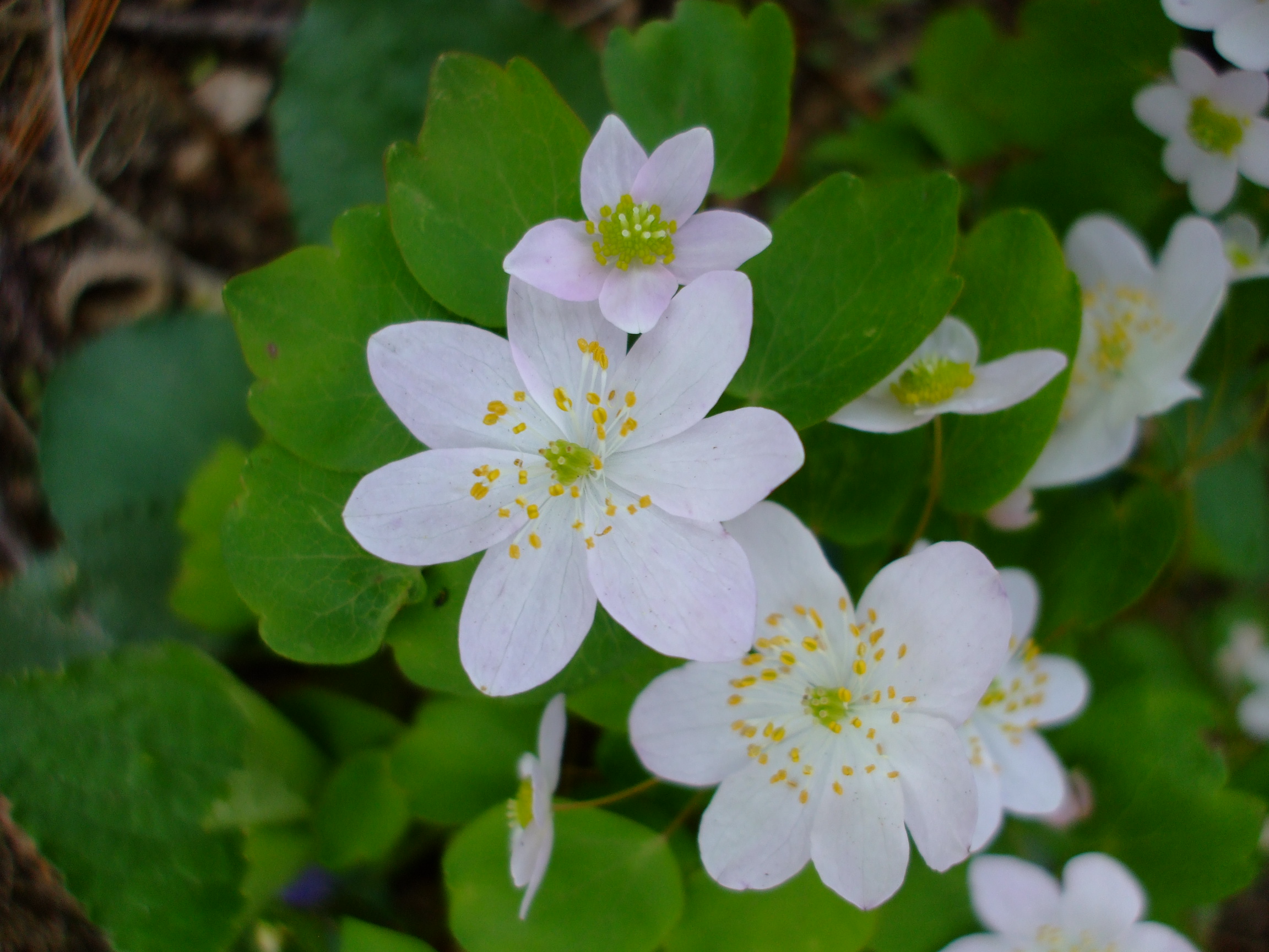 Anemonella thalictroides